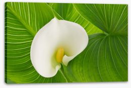 White calla lily Stretched Canvas 127893610