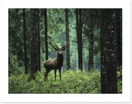 Deep forest deer Art Print 129899921