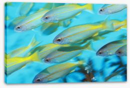 Fish / Aquatic Stretched Canvas 129905243