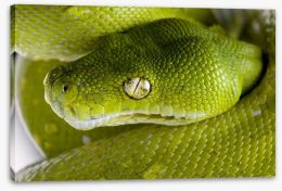 Reptiles / Amphibian Stretched Canvas 12990543