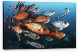 Fish / Aquatic Stretched Canvas 129925878