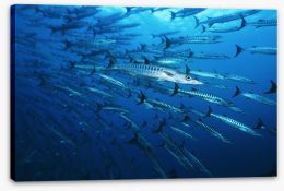 Fish / Aquatic Stretched Canvas 129937227