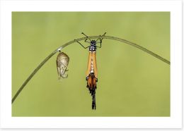Insects Art Print 130541387