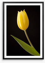 The yellow tulip Framed Art Print 132594847