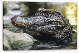 Reptiles / Amphibian Stretched Canvas 132637008