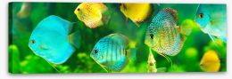 Fish / Aquatic Stretched Canvas 133611774