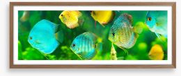 Discus fish panorama Framed Art Print 133611774