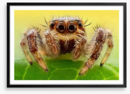 Insects Framed Art Print 133867743