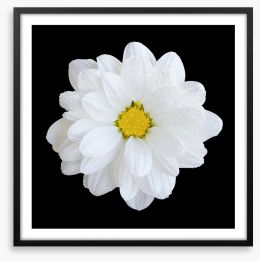 White gerbera daisy Framed Art Print 134177074
