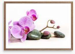 Pink orchid peace Framed Art Print 134476937