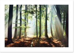 Forests Art Print 134510440
