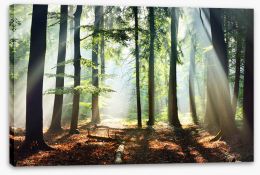 Forests Stretched Canvas 134510440
