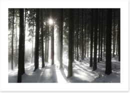 Forests Art Print 134563388
