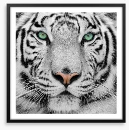 White tiger Framed Art Print 13468757