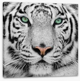 White tiger Stretched Canvas 13468757