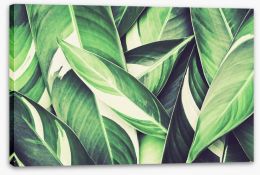 Leaves Stretched Canvas 135804754