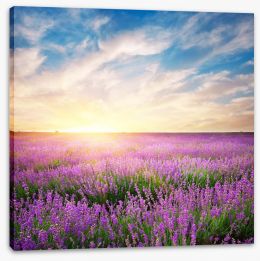 Meadows Stretched Canvas 136004443