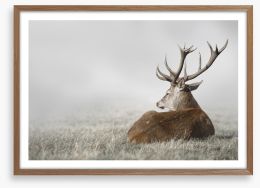 Stag in the fog Framed Art Print 136693236