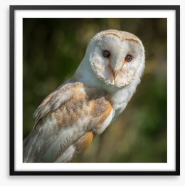 Watchful barn owl Framed Art Print 138201917