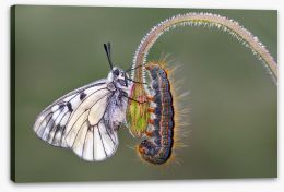 Insects Stretched Canvas 138832323