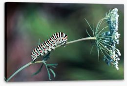 Insects Stretched Canvas 138832372