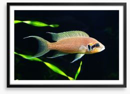 Fish / Aquatic Framed Art Print 141274631