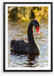 Black swan Framed Art Print 145751339