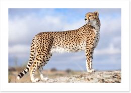 Cheetah on the lookout Art Print 15260501