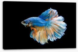Fish / Aquatic Stretched Canvas 154074659