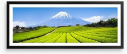 Fuji tea panorama Framed Art Print 159587363