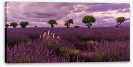 Meadows Stretched Canvas 162842056