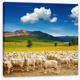 New Zealand Stretched Canvas 16294186
