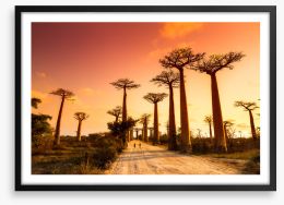 Avenue of baobabs Framed Art Print 163235373