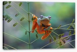 Reptiles / Amphibian Stretched Canvas 165339941