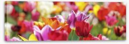 Sunny tulips panorama Stretched Canvas 165598423