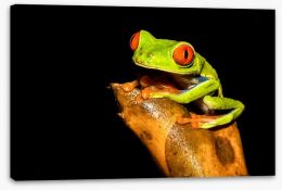Reptiles / Amphibian Stretched Canvas 165841227