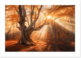 Aethereal autumn light Art Print 167166667