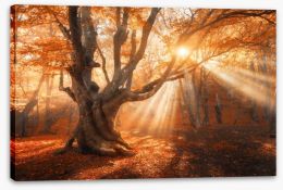 Aethereal autumn light Stretched Canvas 167166667
