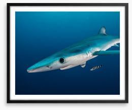 Fish / Aquatic Framed Art Print 167331647