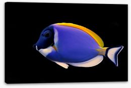 Fish / Aquatic Stretched Canvas 167661910