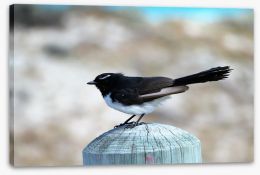 Little willie wagtail Stretched Canvas 168082460