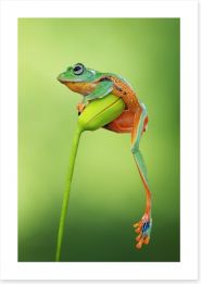 Reptiles / Amphibian Art Print 168534844