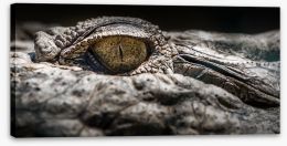 Reptiles / Amphibian Stretched Canvas 169777191