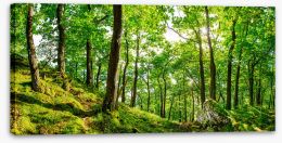 Forests Stretched Canvas 169871076