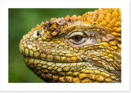 Reptiles / Amphibian Art Print 170036616