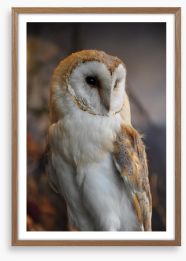 Owl eyes on you Framed Art Print 17013227