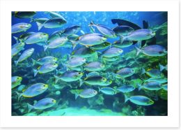 Fish / Aquatic Art Print 171067230