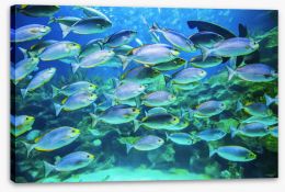 Fish / Aquatic Stretched Canvas 171067230