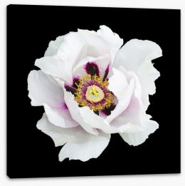 Flowers Stretched Canvas 173247929