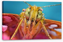 Insects Stretched Canvas 173293693
